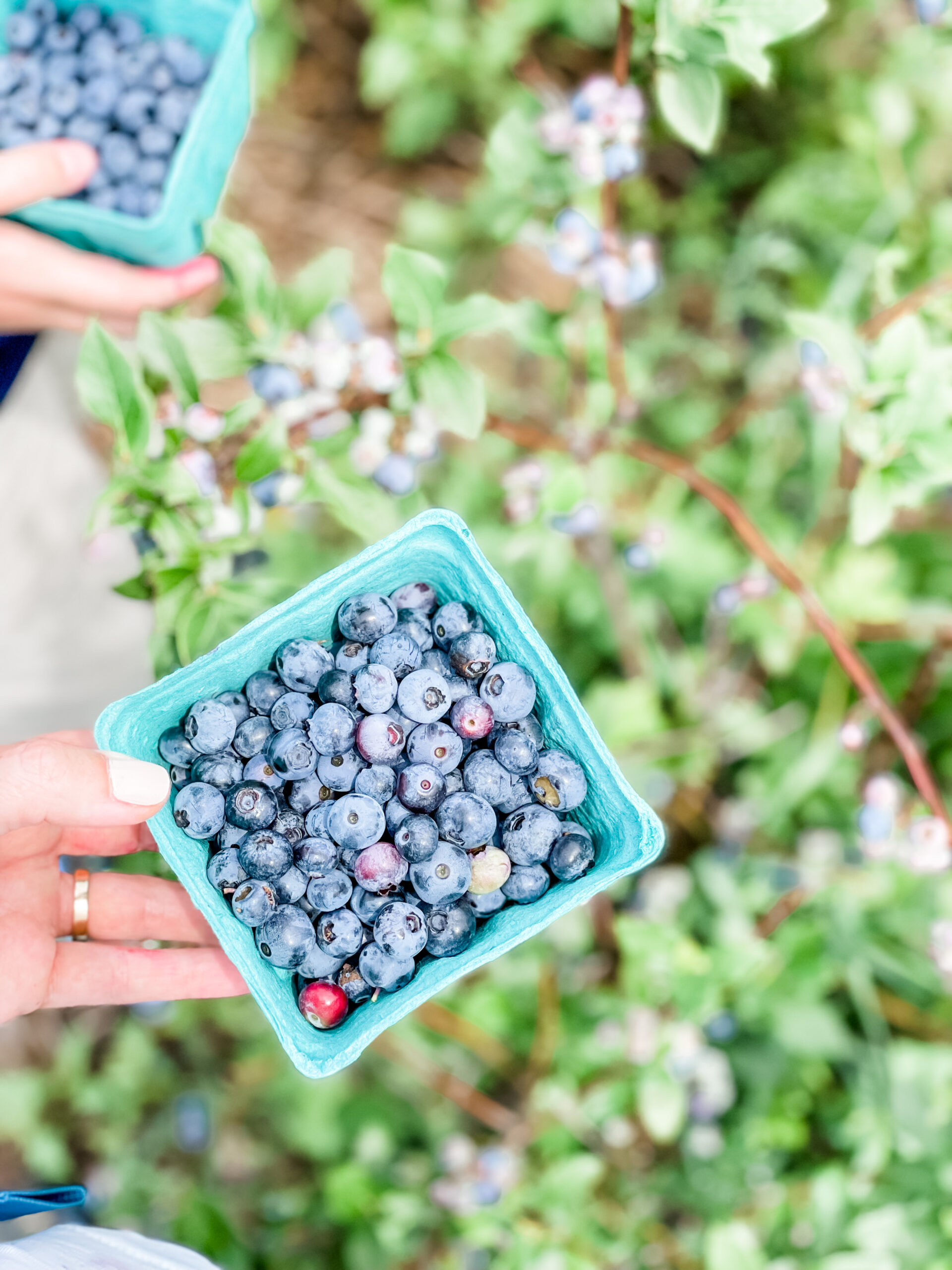 Easy Gluten Free Anytime Blueberry Crumble Bars